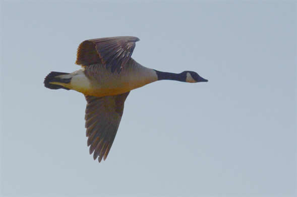 canada goose